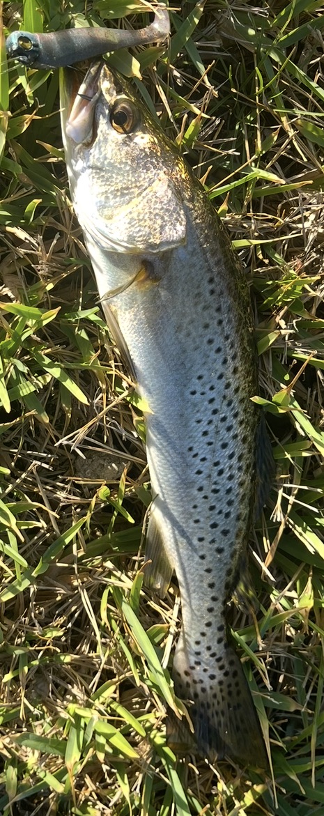 Speckled Trout