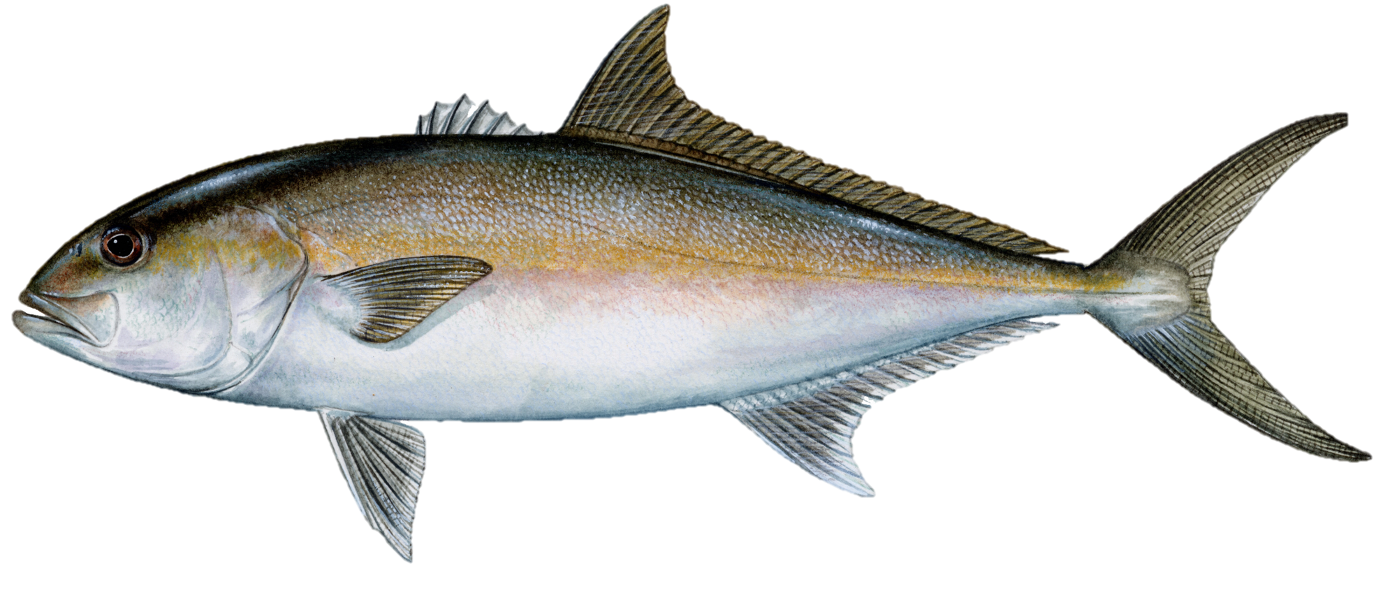 Amberjack