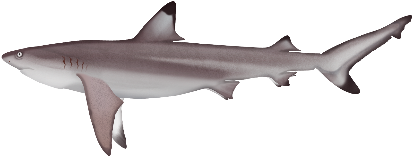 Blacktip Shark