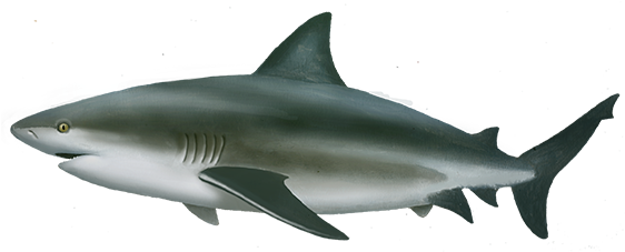 Bull Shark
