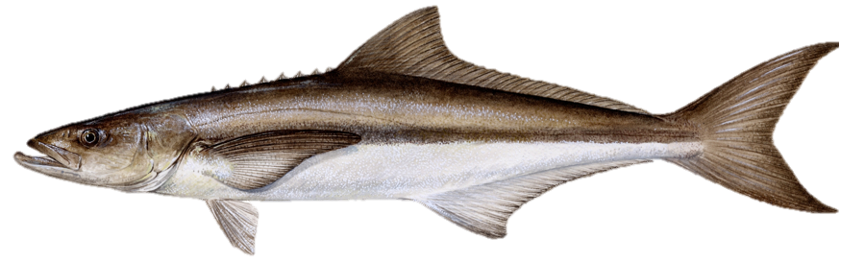 Cobia