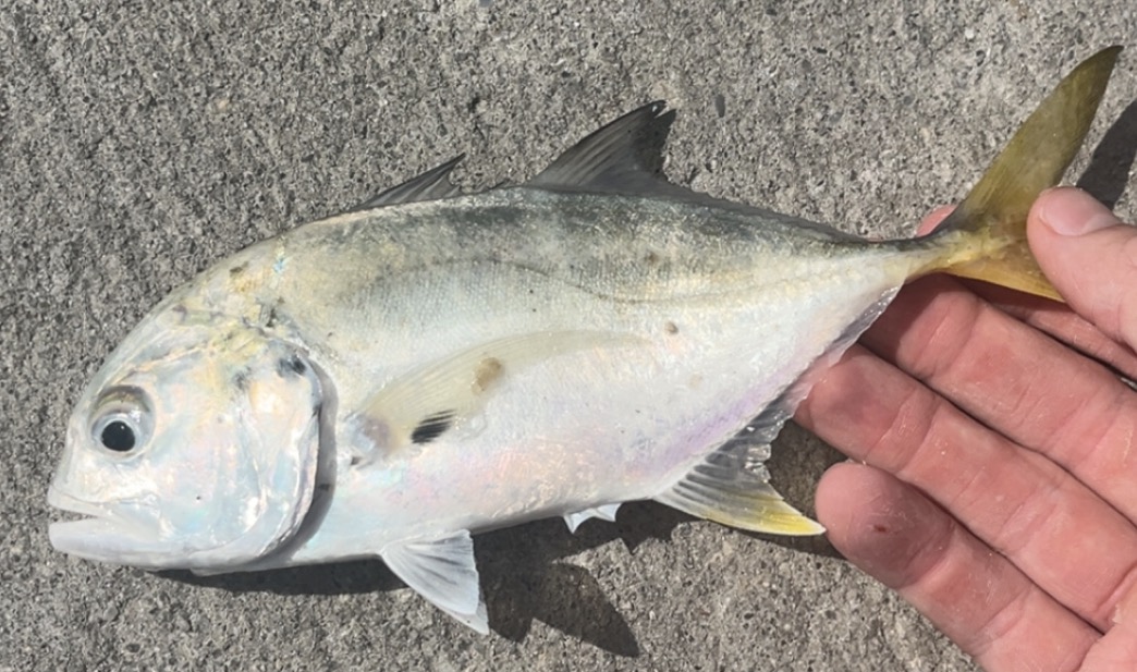 Jack Crevalle
