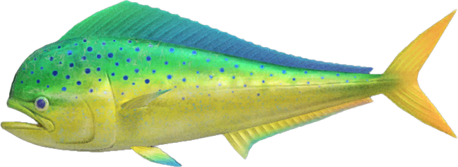 Mahi-Mahi