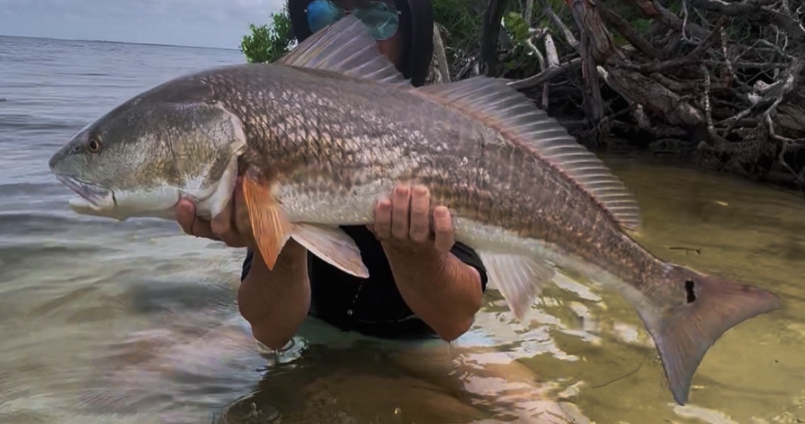 Redfish
