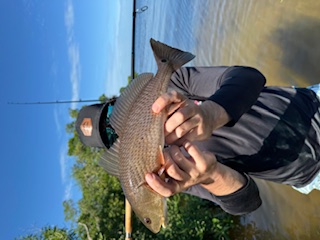 Fish 3
