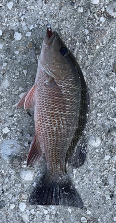 Snapper