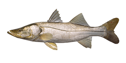 Picture of a snook