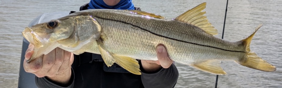 Snook