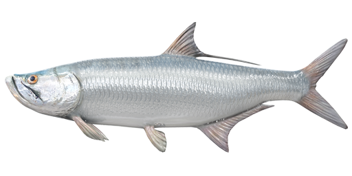 Picture of a tarpon